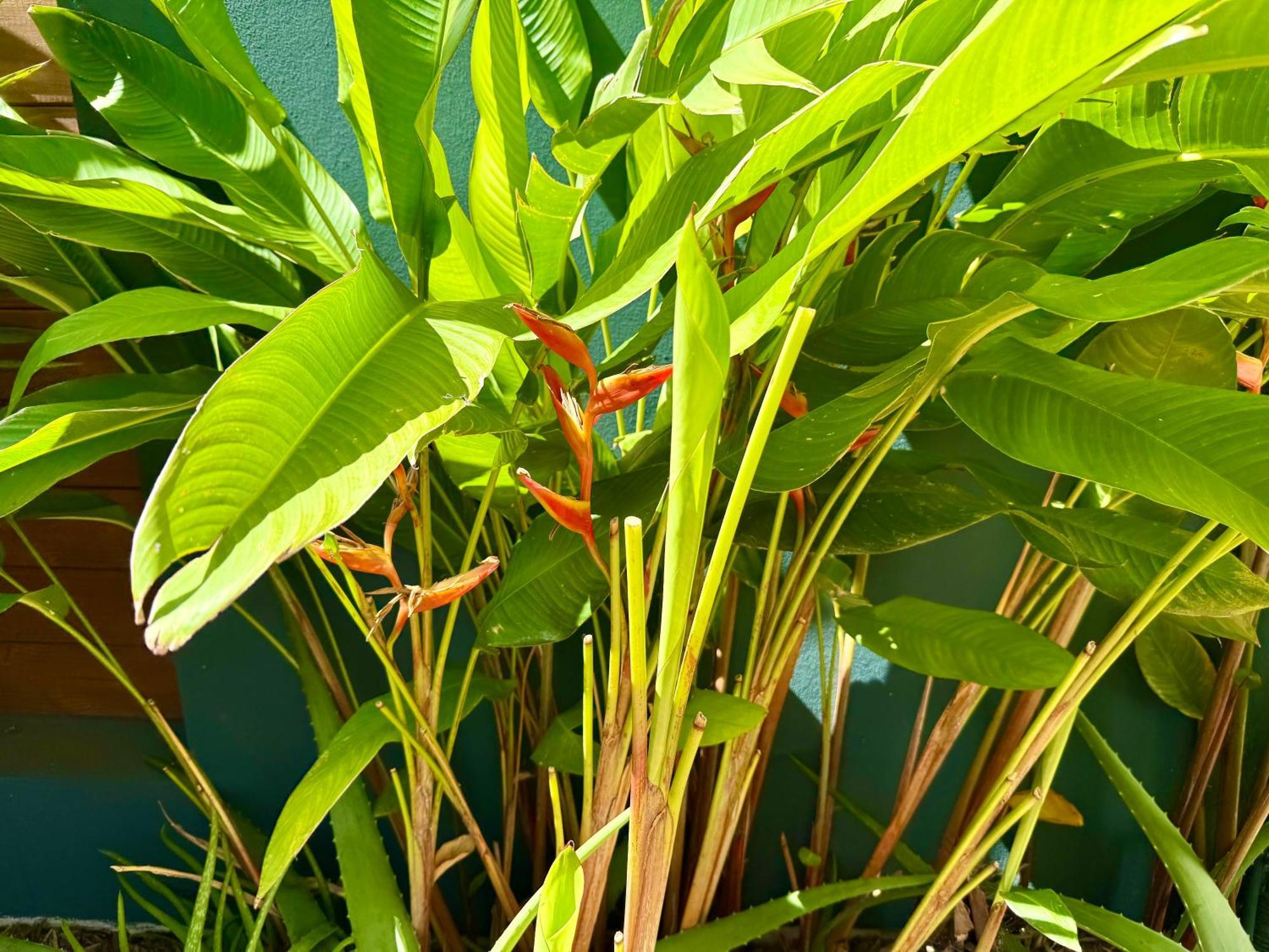 Aloes - Villa Salba. Panoramic View. L'Etang-Sale ภายนอก รูปภาพ